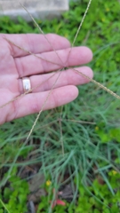 Chloris andropogonoides