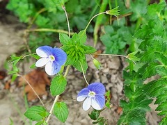 Veronica ceratocarpa