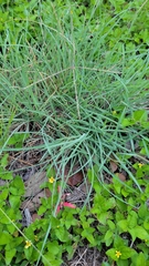 Chloris andropogonoides