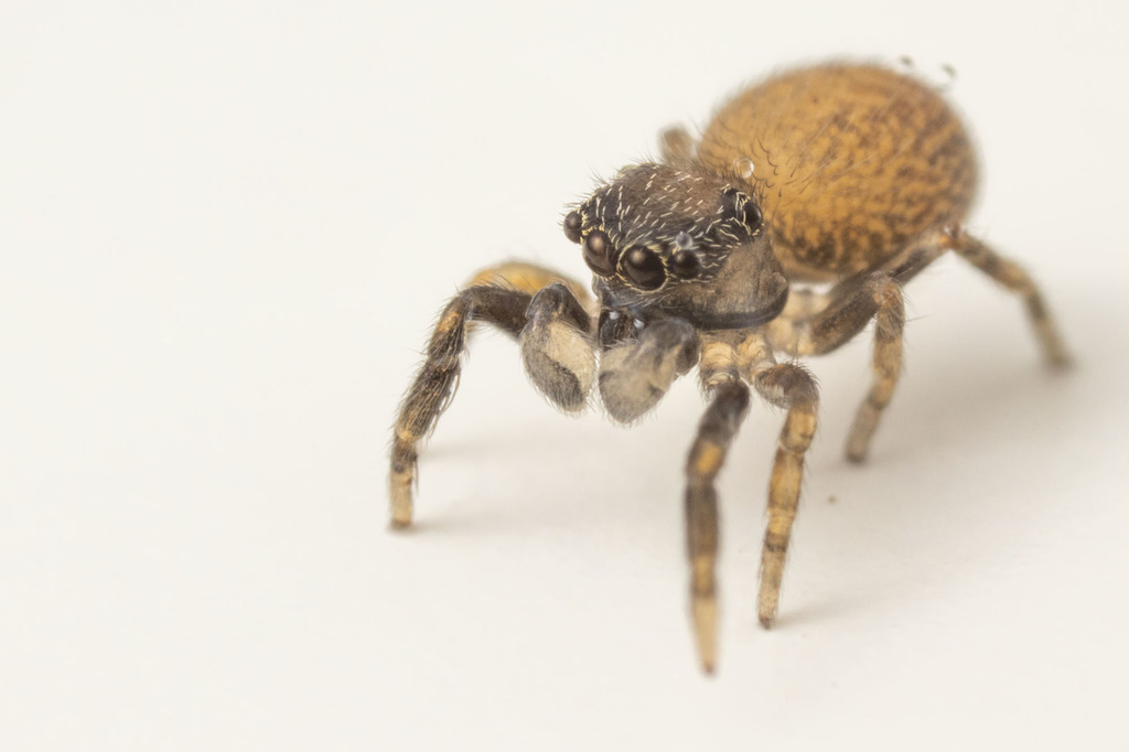 Nell's Tiny Jumping Spider (TN Jumping Spiders) · iNaturalist