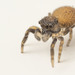 Nell's Tiny Jumping Spider - Photo (c) Sean McCann, some rights reserved (CC BY-NC), uploaded by Sean McCann