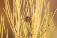 Grevillea pterosperma