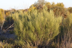Grevillea pterosperma