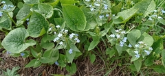 Brunnera sibirica