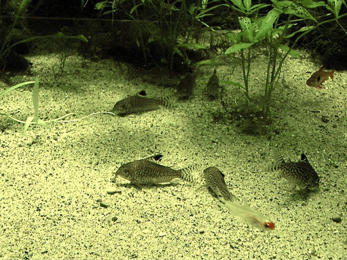 Network Catfish