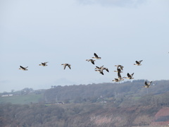 Anser albifrons albifrons