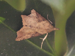 Hypena trigonalis