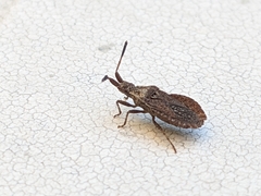 Spathocera