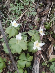 Eranthis tanhoensis