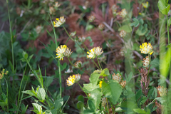 Anthyllis vulneraria pseudovulneraria