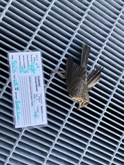 Turdus migratorius