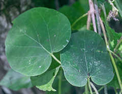 Polystemma guatemalense