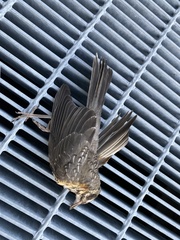 Turdus migratorius