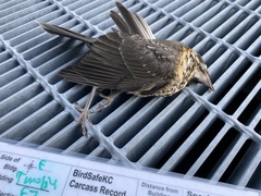 Turdus migratorius