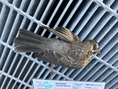 Turdus migratorius