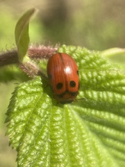 Gonioctena viminalis