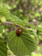 Gonioctena viminalis