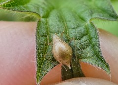 Microlophium carnosum