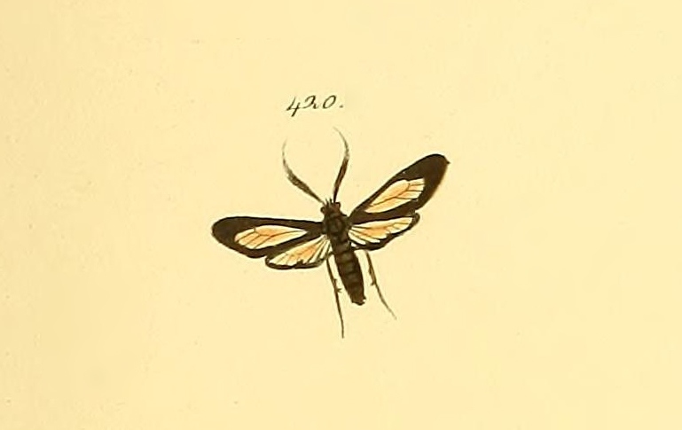 Ecdemus hypoleucus