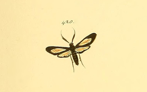 Ecdemus hypoleucus