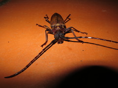Orthomegas pehlkei