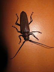Orthomegas pehlkei