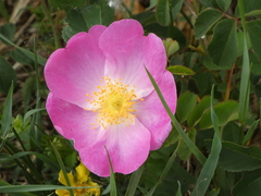 Rosa gallica