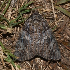 Catocala umbrosa