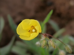 Tuberaria