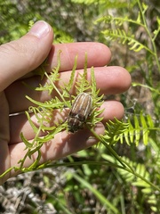 Polyphylla occidentalis