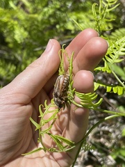 Polyphylla occidentalis