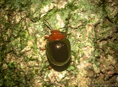 Chalcomela nitida