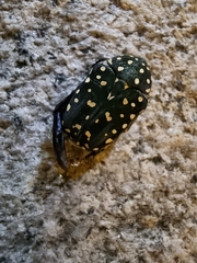 Protaetia niveoguttata