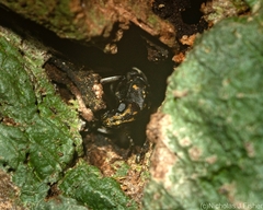 Basitropis relicta