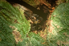 Basitropis relicta