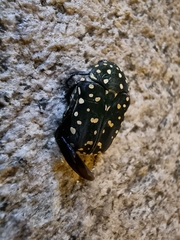 Protaetia niveoguttata