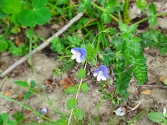 Veronica ceratocarpa