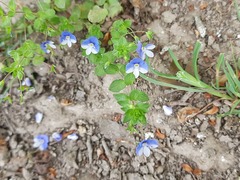 Veronica ceratocarpa
