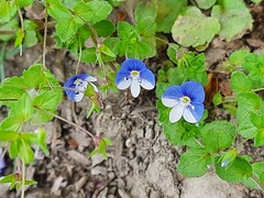 Veronica ceratocarpa
