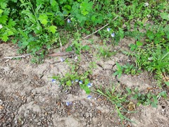Veronica ceratocarpa