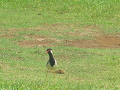 Vanellus indicus lankae