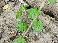 Veronica ceratocarpa