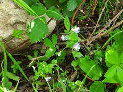 Veronica ceratocarpa