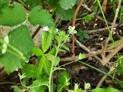 Veronica ceratocarpa
