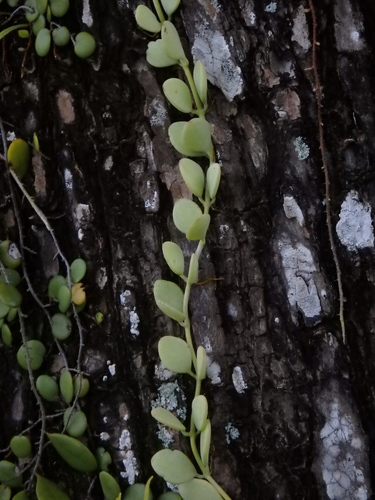 Dischidia oiantha, photograph 4