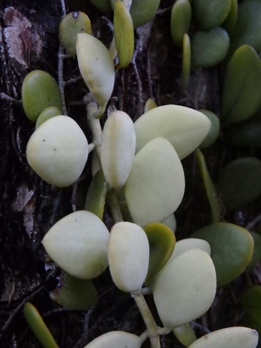 Dischidia oiantha, photograph 5
