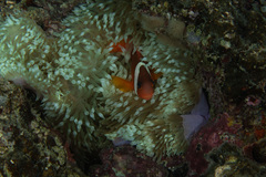 Amphiprion barberi