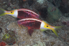 Parupeneus barberinoides