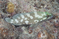 Epinephelus ongus