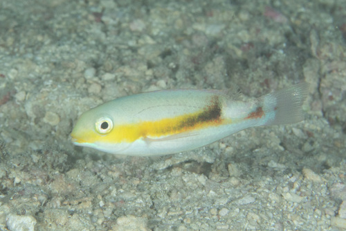 Jordan's tuskfish (Choerodon jordani) — Labridae — 5